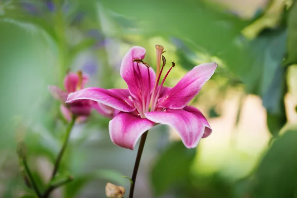 Flor de lirio rosa en el jardín — Foto de Stock