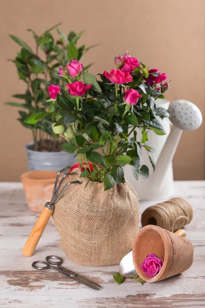 Flores de rosas vermelhas e ferramentas de jardinagem — Fotografia de Stock