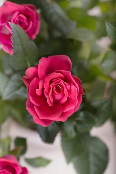 Pink bushed roses in the pot — Stock Photo, Image