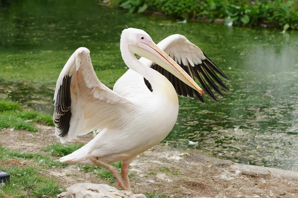 Pelican in de dierentuin — Stockfoto