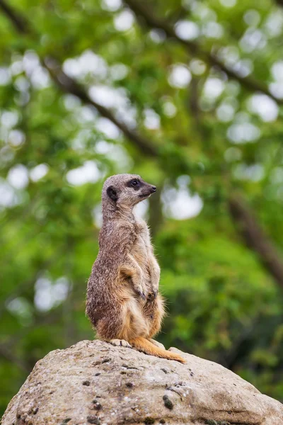 Meerkats mongúz megfigyelése — Stock Fotó