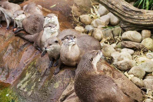 Lovely playful otters — Stock Photo, Image