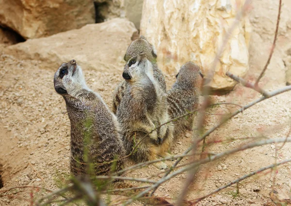 Meerkats mongúz megfigyelése — Stock Fotó