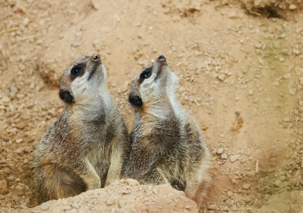 Meerkats luwak mengamati — Stok Foto