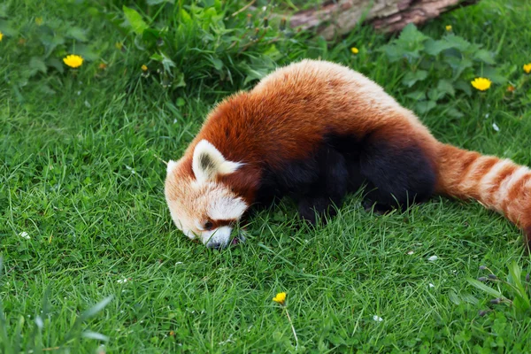 Panda rouge — Photo