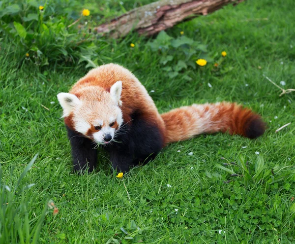 红熊猫 — 图库照片