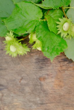 ahşap arka plan açık havada üzerinde fındık
