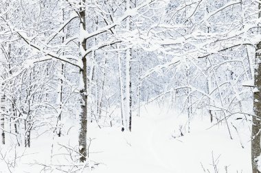 Rus kış orman yolu karda