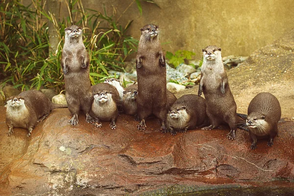 Schöne verspielte Fischotter im symmetrischen Ständer — Stockfoto