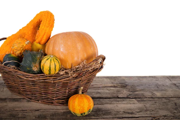 Pumpkin crop autumn — Stock Photo, Image