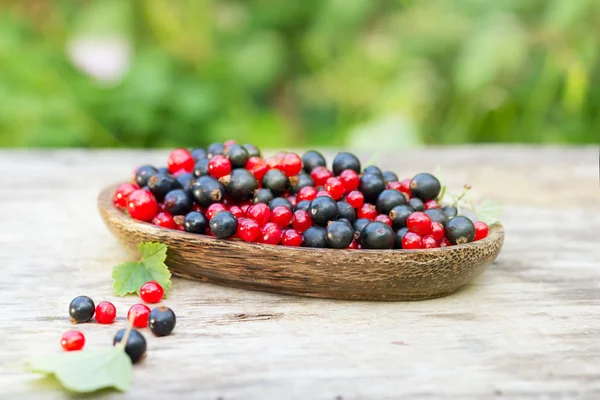 Grosella negra roja y azul en el jardín — Foto de Stock