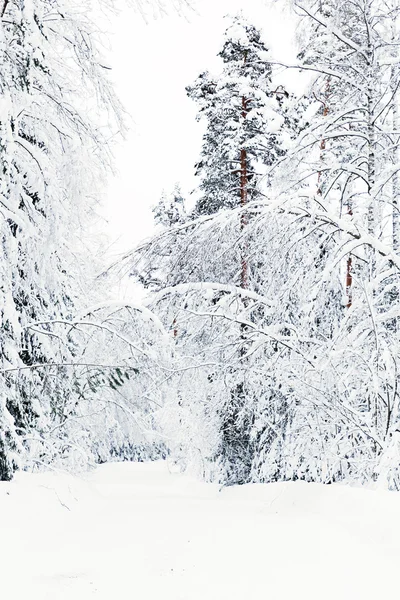 Russian winter forest road in snow — Stock Photo, Image