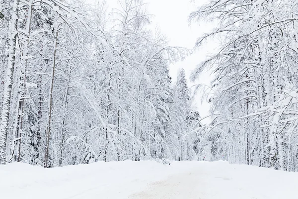 Russian winter forest road in snow — Stock Photo, Image