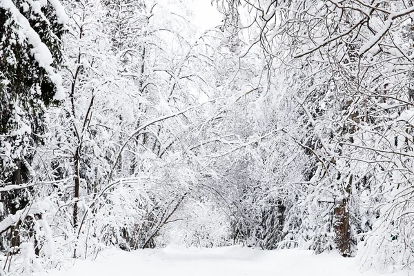 Russian winter forest road in snow — Stock Photo, Image