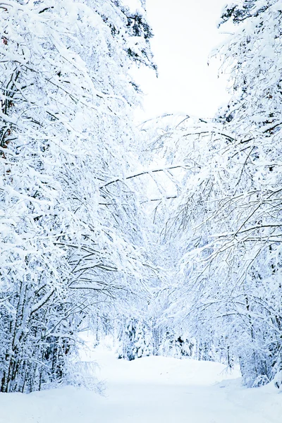 Russian winter forest road in snow — Stock Photo, Image