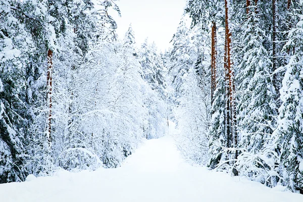 Russische Winterwaldstraße im Schnee — Stockfoto