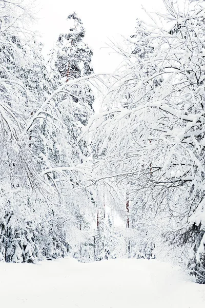 Rus kış orman yolu karda — Stok fotoğraf