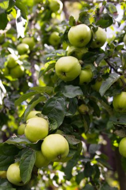Bir daldaki elmalar