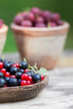 Frenk üzümü siyah mavi ve kırmızı Bahçe