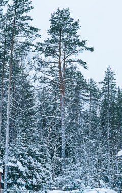 Rus kış orman karda
