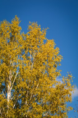 sonbahar sonbahar akçaağaç yaprakları