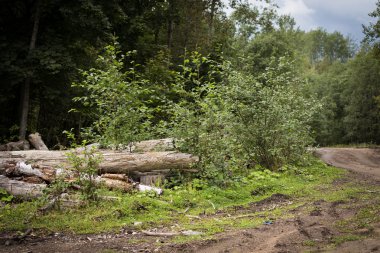 Orman ormansızlaşma city için