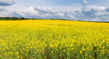 Mükemmel güneşli yaz manzara