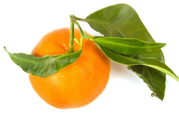 Tangerine frukter på vit — Stockfoto