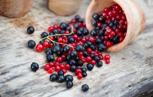 Grosella negro azul y rojo en el jardín — Foto de Stock