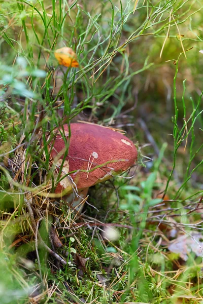 Brown cupped mushroom - seasonal vegetarian food — Stock Photo, Image