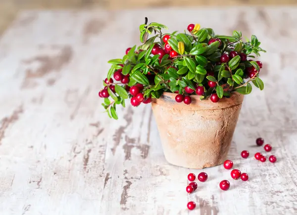 Cranberries frescas em um pote — Fotografia de Stock