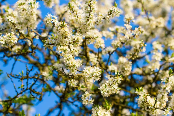 Albero ciliegio fiorito — Foto Stock