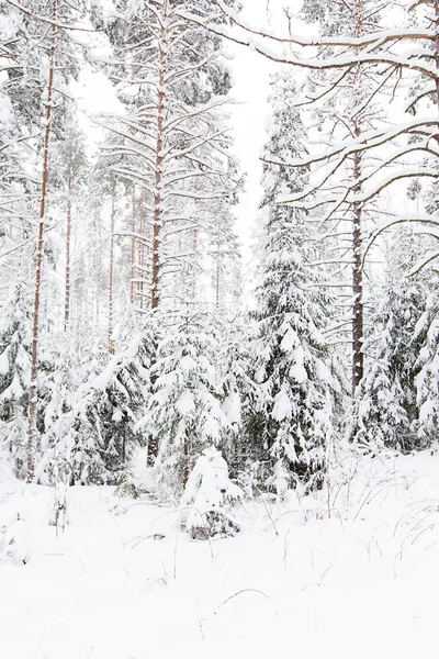 俄罗斯冬季森林雪路 — 图库照片