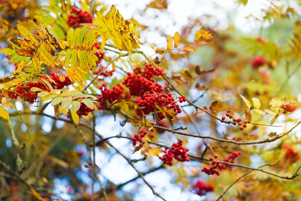 Rowan, ashberry queda árvore de outono — Fotografia de Stock