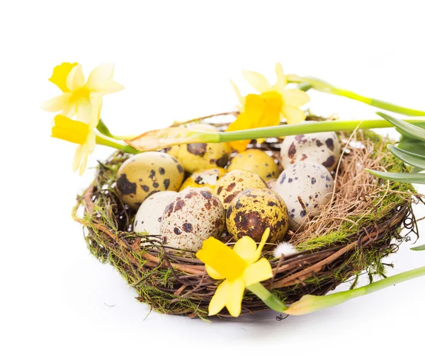 Uova di Pasqua nel nido con narciso — Foto Stock