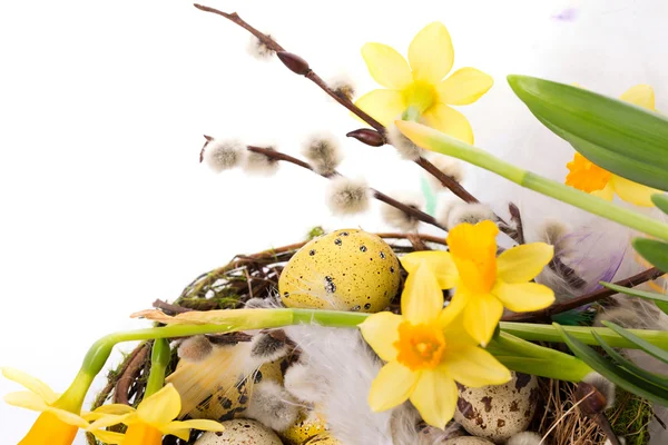 Easter eggs in the nest with narcissus — Stock Photo, Image