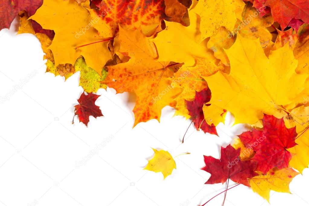 Autumn fall leaves background