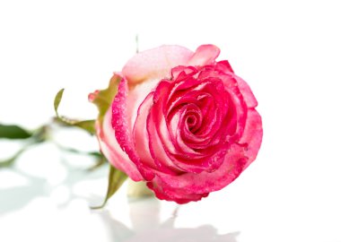 beyaz üzerine pembe taze gül