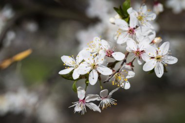 kiraz çiçeği ağacı