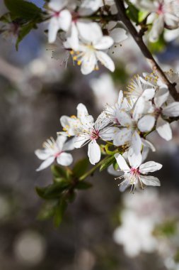 kiraz çiçeği ağacı