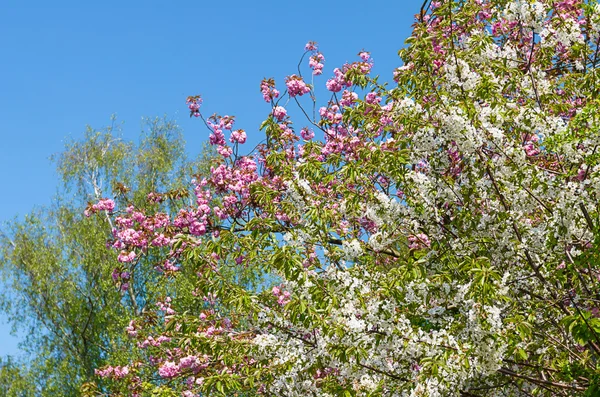 Albero ciliegio fiorito — Foto Stock