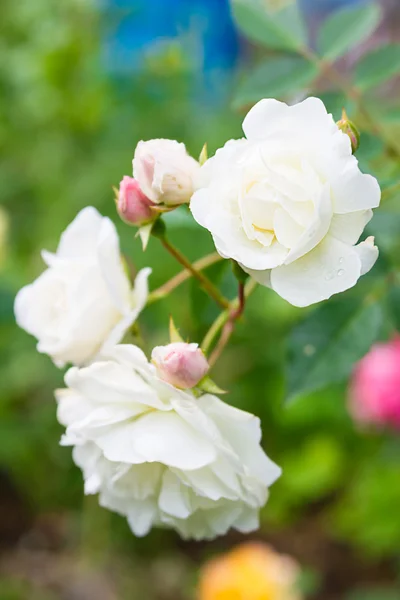 White Rose flower — Stock Photo, Image
