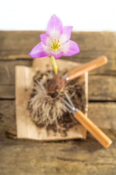 Gardening flower on wood — Stock Photo, Image