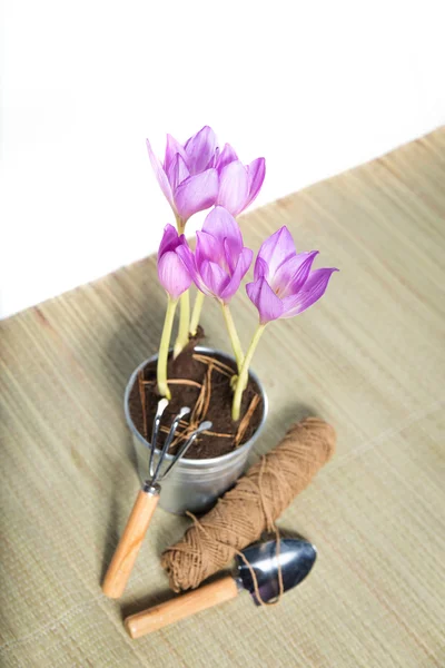 Gardening purple flowers — Stock Photo, Image