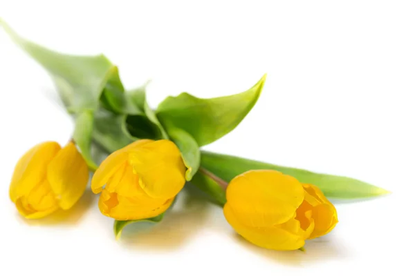 Yellow tulip flowers — Stock Photo, Image