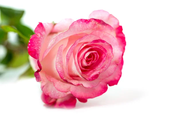 Rose rosa fresche su bianco — Foto Stock