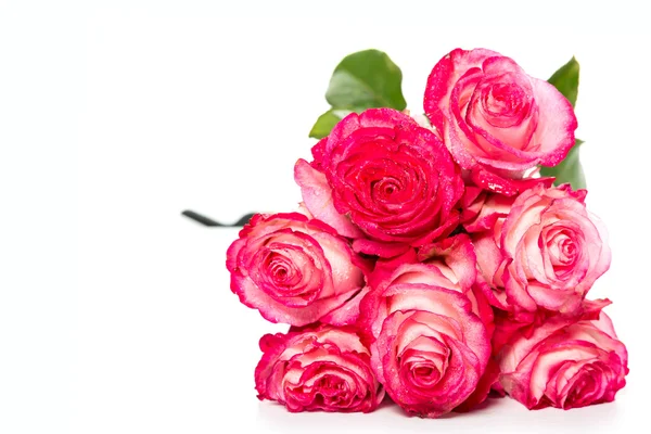 Fresh pink roses on white — Stock Photo, Image