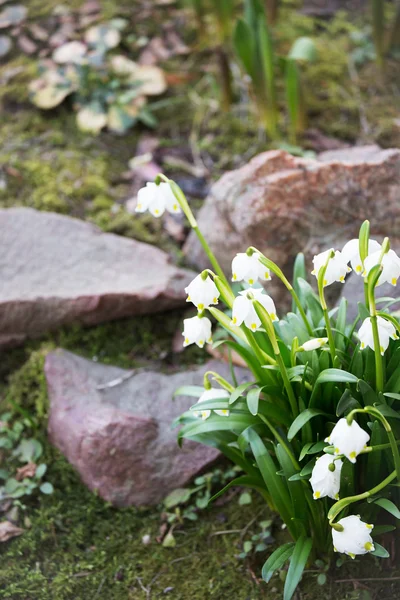 Las gotas de nieve - las primeras flores de primavera — Foto de Stock