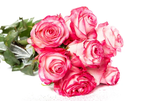 Fresh pink roses on white — Stock Photo, Image