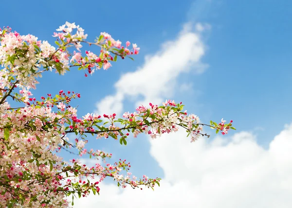 꽃 벚꽃 나무 — 스톡 사진